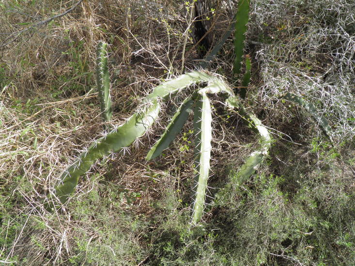 Image of Barbed-wire cactus