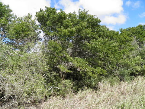 Image of Ebony Blackbead