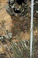 Слика од Erigeron biolettii Greene