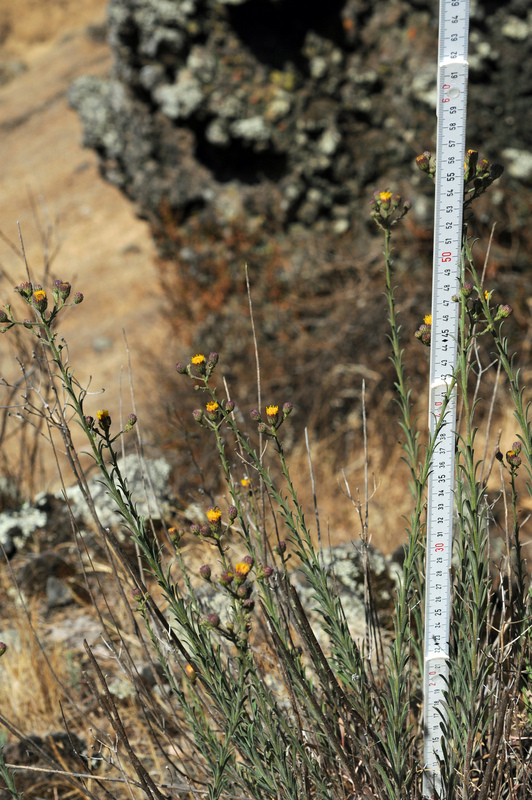 Слика од Erigeron biolettii Greene