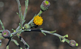 Слика од Erigeron biolettii Greene