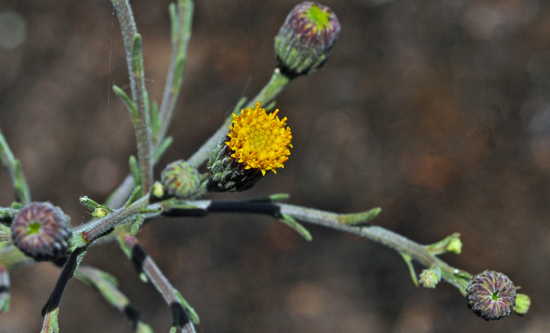 Слика од Erigeron biolettii Greene