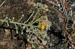 Слика од Erigeron biolettii Greene