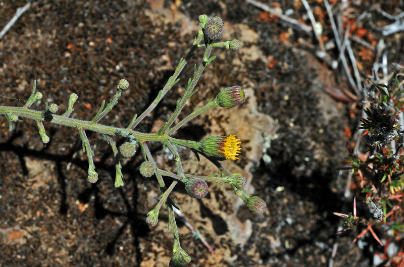 Слика од Erigeron biolettii Greene