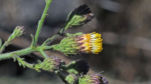 Erigeron biolettii Greene resmi