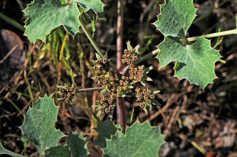 Слика од Lomatium repostum (Jepson) Mathias