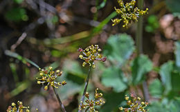 Слика од Lomatium repostum (Jepson) Mathias