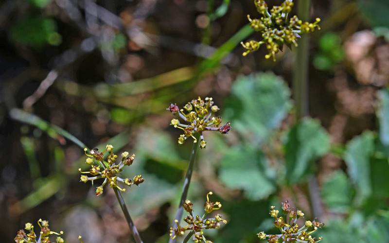 Слика од Lomatium repostum (Jepson) Mathias