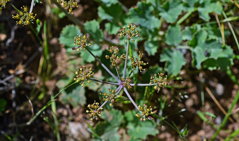 Слика од Lomatium repostum (Jepson) Mathias