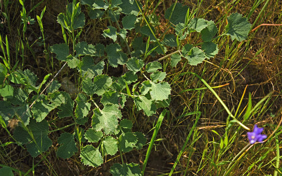 Слика од Lomatium repostum (Jepson) Mathias