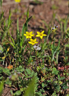 Image of bristly linanthus