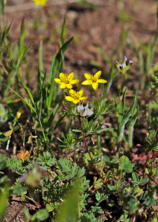 Image of bristly linanthus