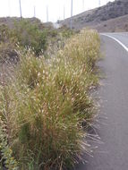 صورة <i>Bothriochloa laguroides</i> ssp. <i>torreyana</i>