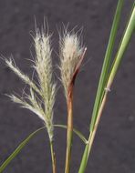 صورة <i>Bothriochloa laguroides</i> ssp. <i>torreyana</i>