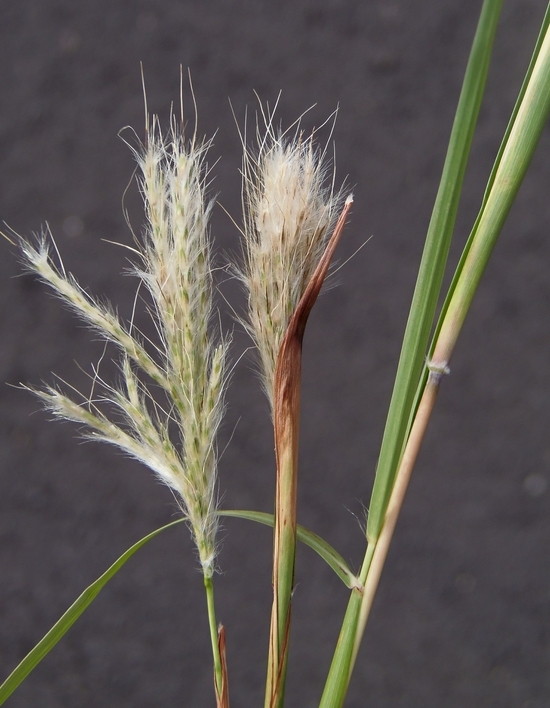 صورة <i>Bothriochloa laguroides</i> ssp. <i>torreyana</i>