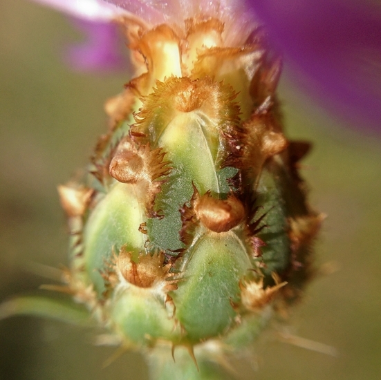 Image of North African knapweed