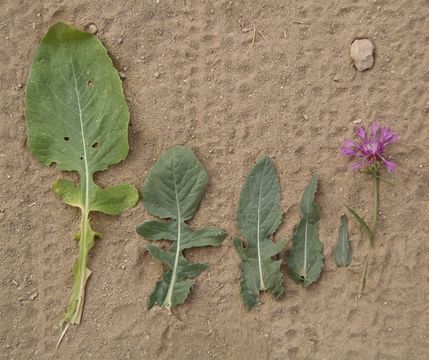 Centaurea diluta Ait. resmi