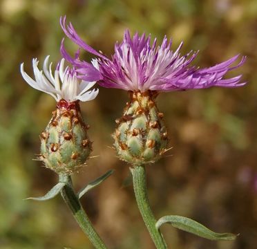 Image of North African knapweed