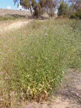 Centaurea diluta Ait. resmi