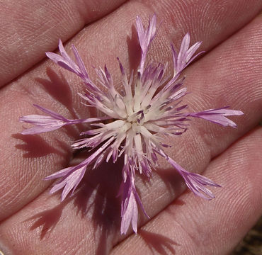 Centaurea diluta Ait. resmi