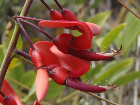 Слика од Erythrina crista-galli L.