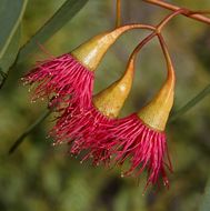 Слика од Eucalyptus torquata Luehm.