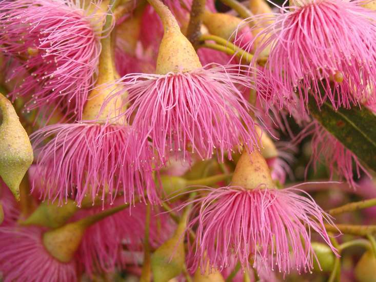 Слика од Eucalyptus torquata Luehm.