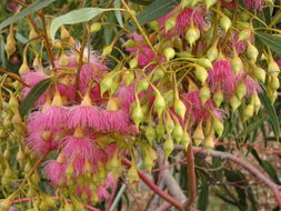 Слика од Eucalyptus torquata Luehm.