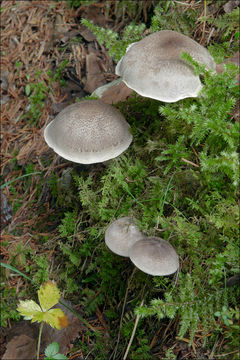 Image of Tricholoma scalpturatum (Fr.) Quél. 1872