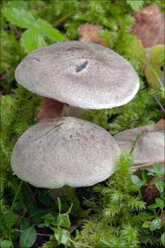 Image of Tricholoma scalpturatum (Fr.) Quél. 1872