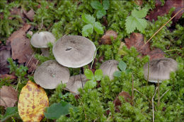 Image of Tricholoma scalpturatum (Fr.) Quél. 1872