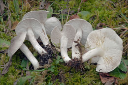 Image of Tricholoma scalpturatum (Fr.) Quél. 1872