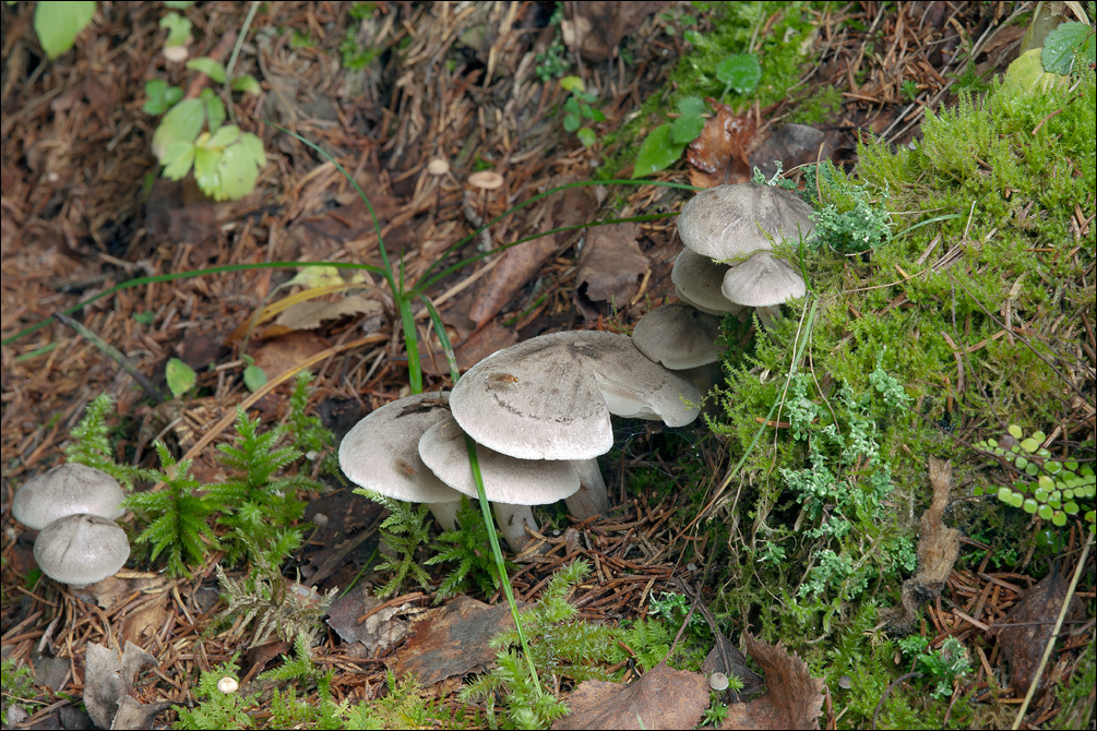 Image of Tricholoma scalpturatum (Fr.) Quél. 1872