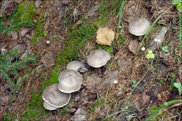 Image of Tricholoma scalpturatum (Fr.) Quél. 1872