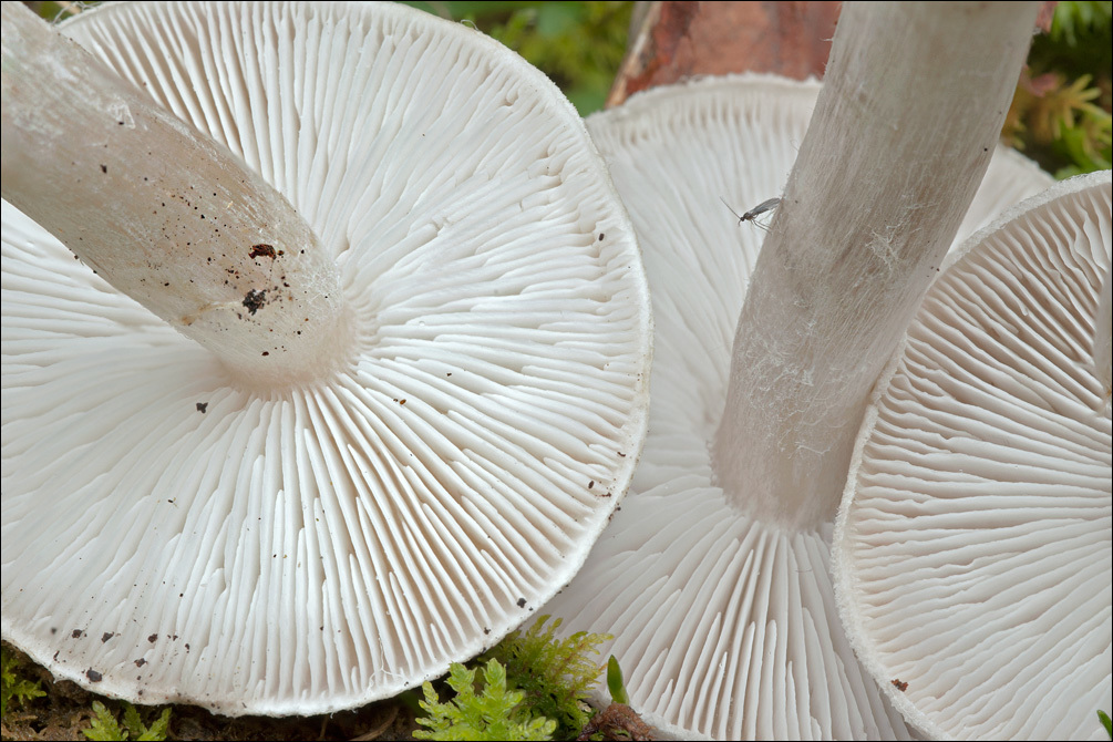 Image of Tricholoma scalpturatum (Fr.) Quél. 1872