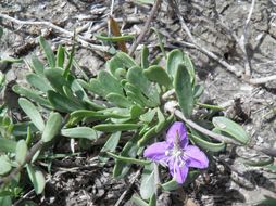 Image of Carolina desert-thorn