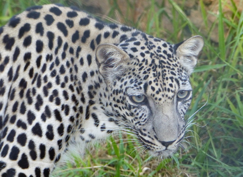 Image of Arabian leopard