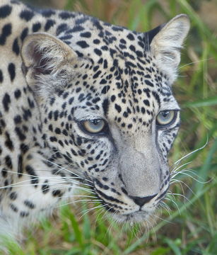 Image of Arabian leopard
