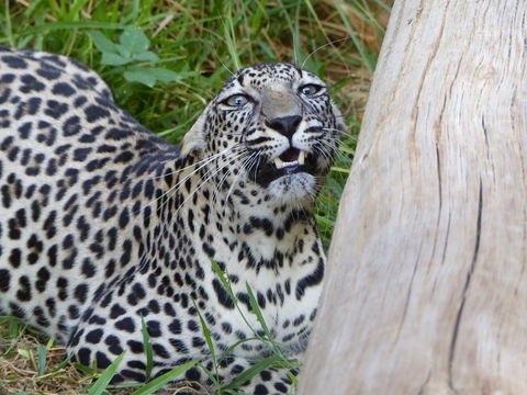 Imagem de Leopardo-árabe