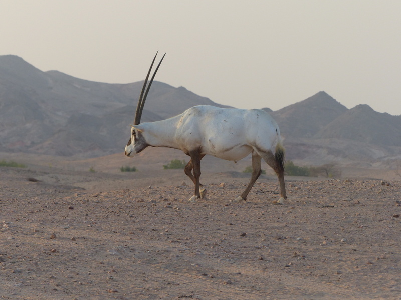 Image of Arabian Oryx