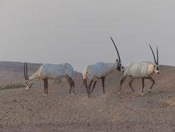 Image of Arabian Oryx