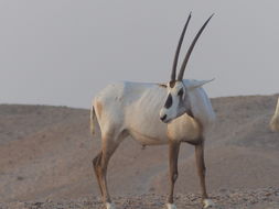 Image of Arabian Oryx