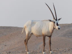 Image of Arabian Oryx