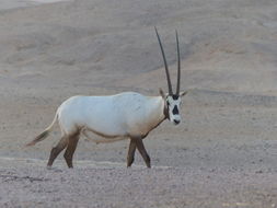 Image of Arabian Oryx