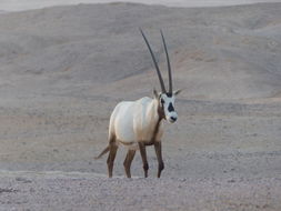 Image of Arabian Oryx