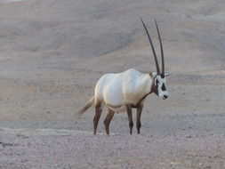 Image of Arabian Oryx