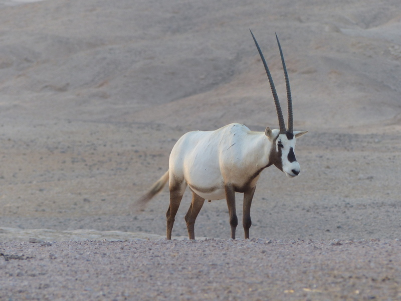 Image of Arabian Oryx