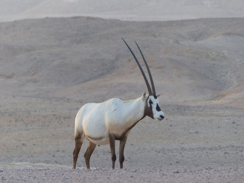 Image of Arabian Oryx