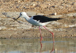 Image of Black-winged Stilt