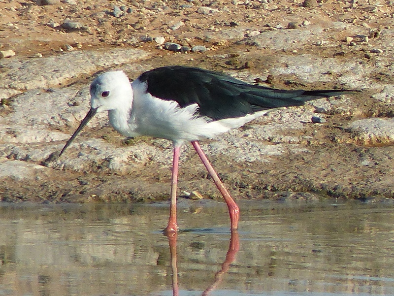 Image of Black-winged Stilt